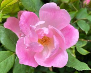 pink rose small