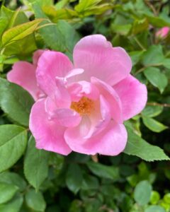 pink rose small
