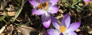 Tots-Bees-845x321