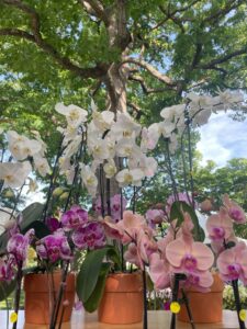 orchids against mature tree in background