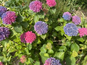 hydrangeas landscape