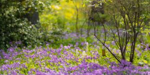634664_Spring-Blooms_Barnes-Holden_16x8