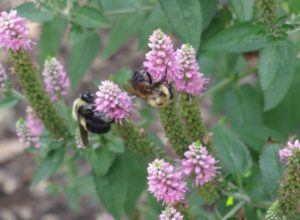 BeesBG2018