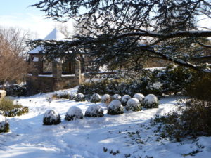Winter scene in the Bishop's Garden with a row of snow-covered boxwood 