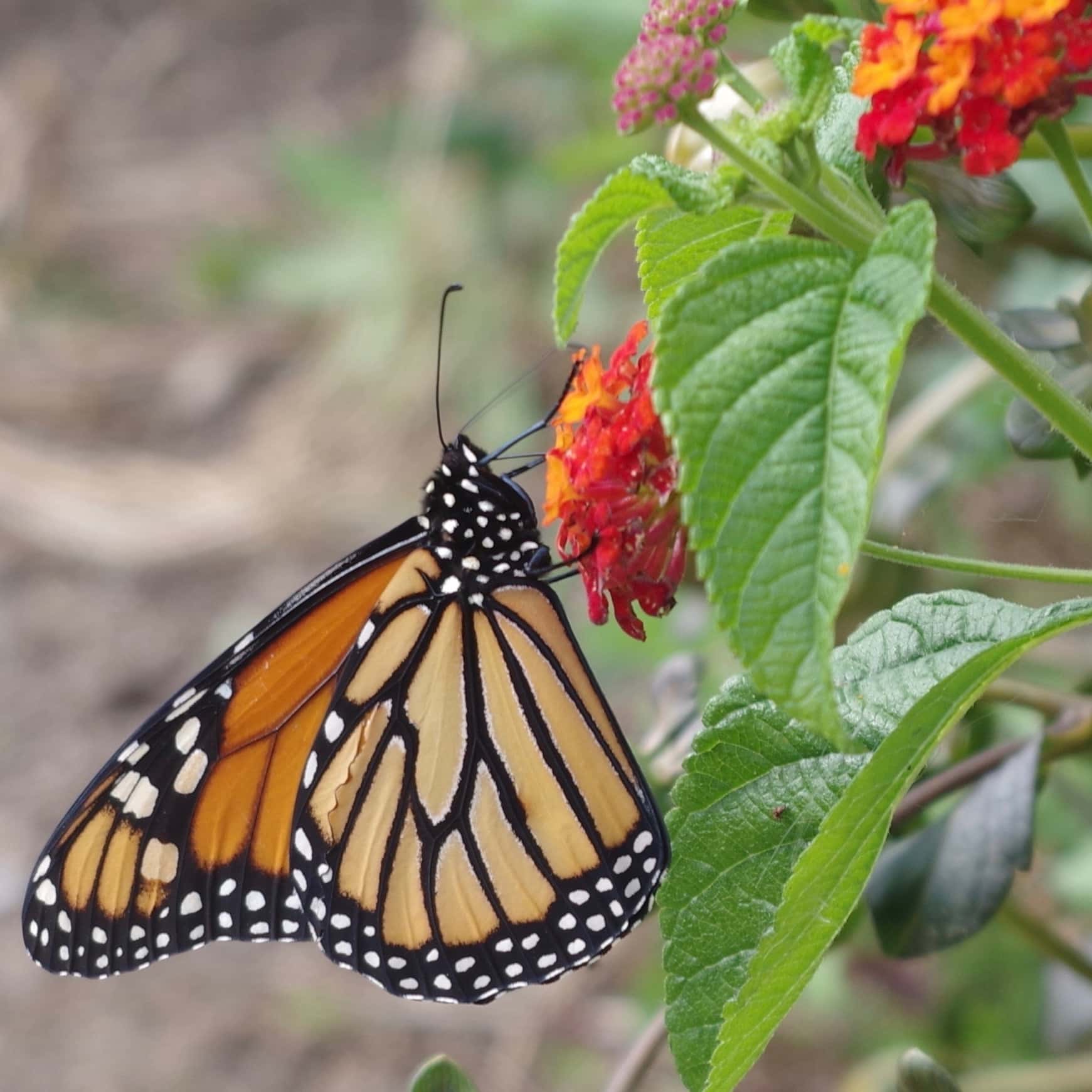 national-pollinator-week-all-hallows-guild