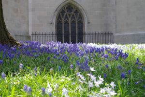 GrapeHyacinthApse