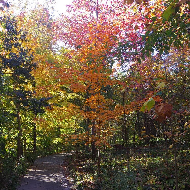 grounds_OlmstedWoodsFall grounds_OlmstedWoodsFall