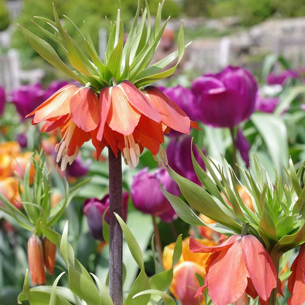 what-we-do_garden-projects what-we-do_garden-projects